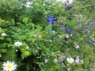 Deanburn verge with mixed planting
