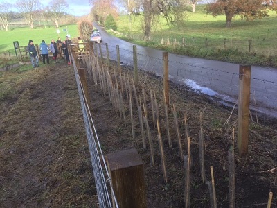 Newly Planted Hedge 