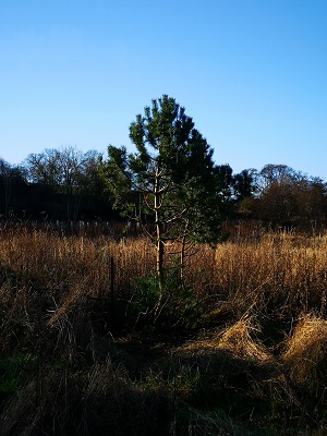 Donated Scots Pine