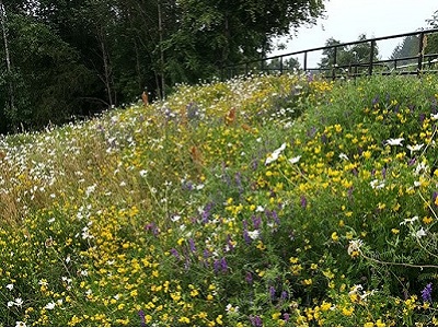 Wild flowers at leisure centre cycle ramp 